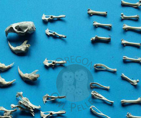 Random rodent bones collected from Owl Pellet Dissection and arranged on a blue paper.