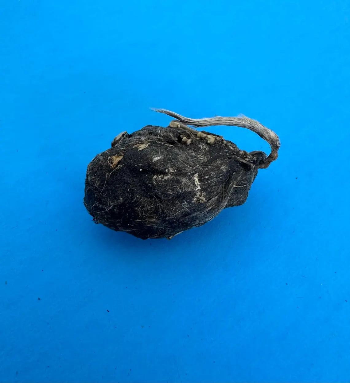 A large uncovered owl pellet sitting on a blue paper.