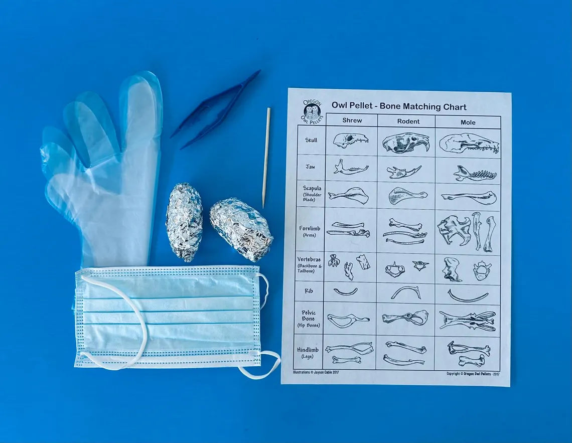 Owl Pellet Dissection Kit with two pellets, gloves, mask, probe, forceps, and bone chart included.