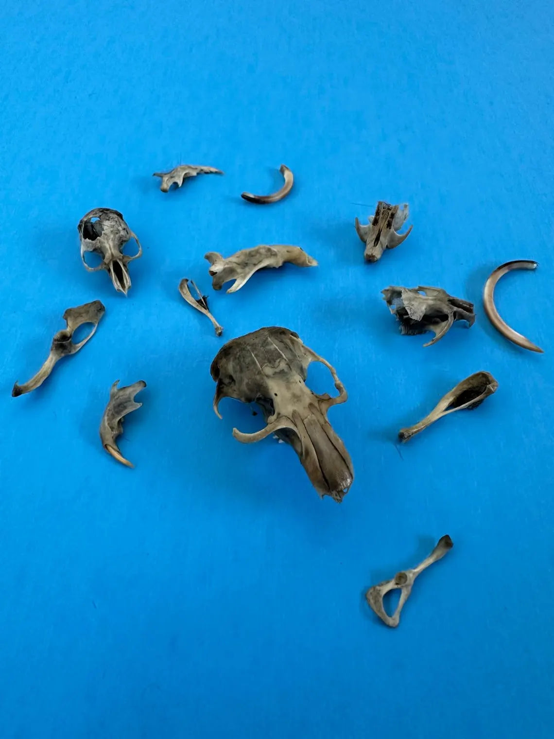 Medium Barn Owl Pellets – 1.5+ Inch – Heat-Sterilized