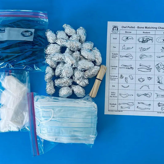 The image displays a blue tabletop with various items laid out for an owl pellet dissection kit. There are packages of sterilized pellets wrapped in foil, plastic forceps, face masks, wooden dissecting sticks, gloves, and a bone chart.
