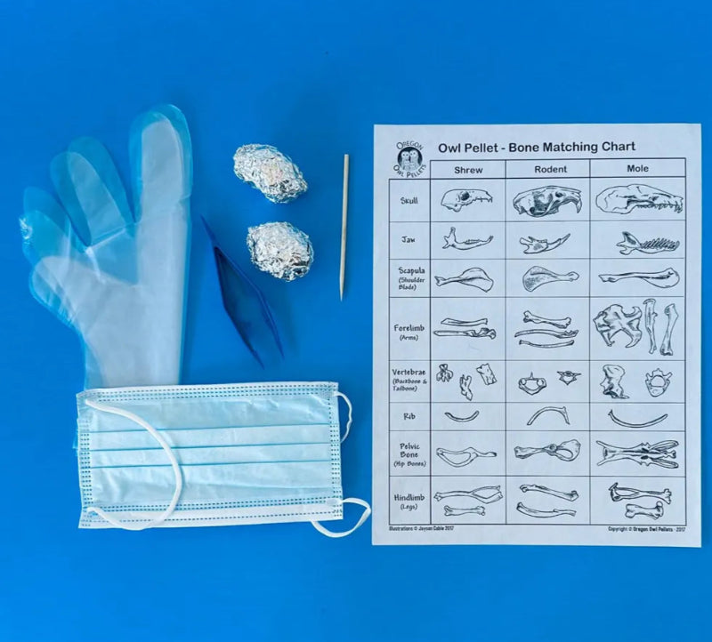 Owl Pellet Dissection Kit – 2 Medium Pellets (1.5+ Inch) – Individual Set