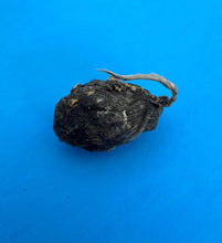 Small Barn Owl Pellets 1 inch & up