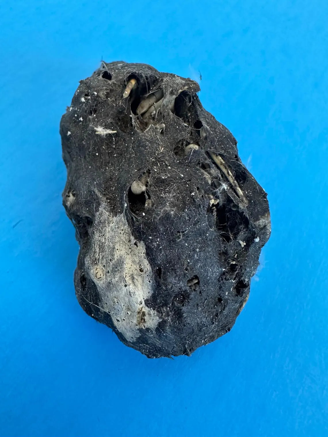Large Barn Owl Pellets – 2+ Inch – Heat-Sterilized