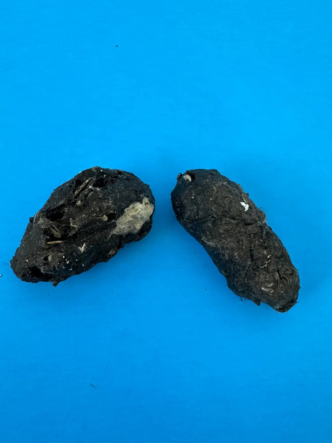 Large Barn Owl Pellets – 2+ Inch – Heat-Sterilized