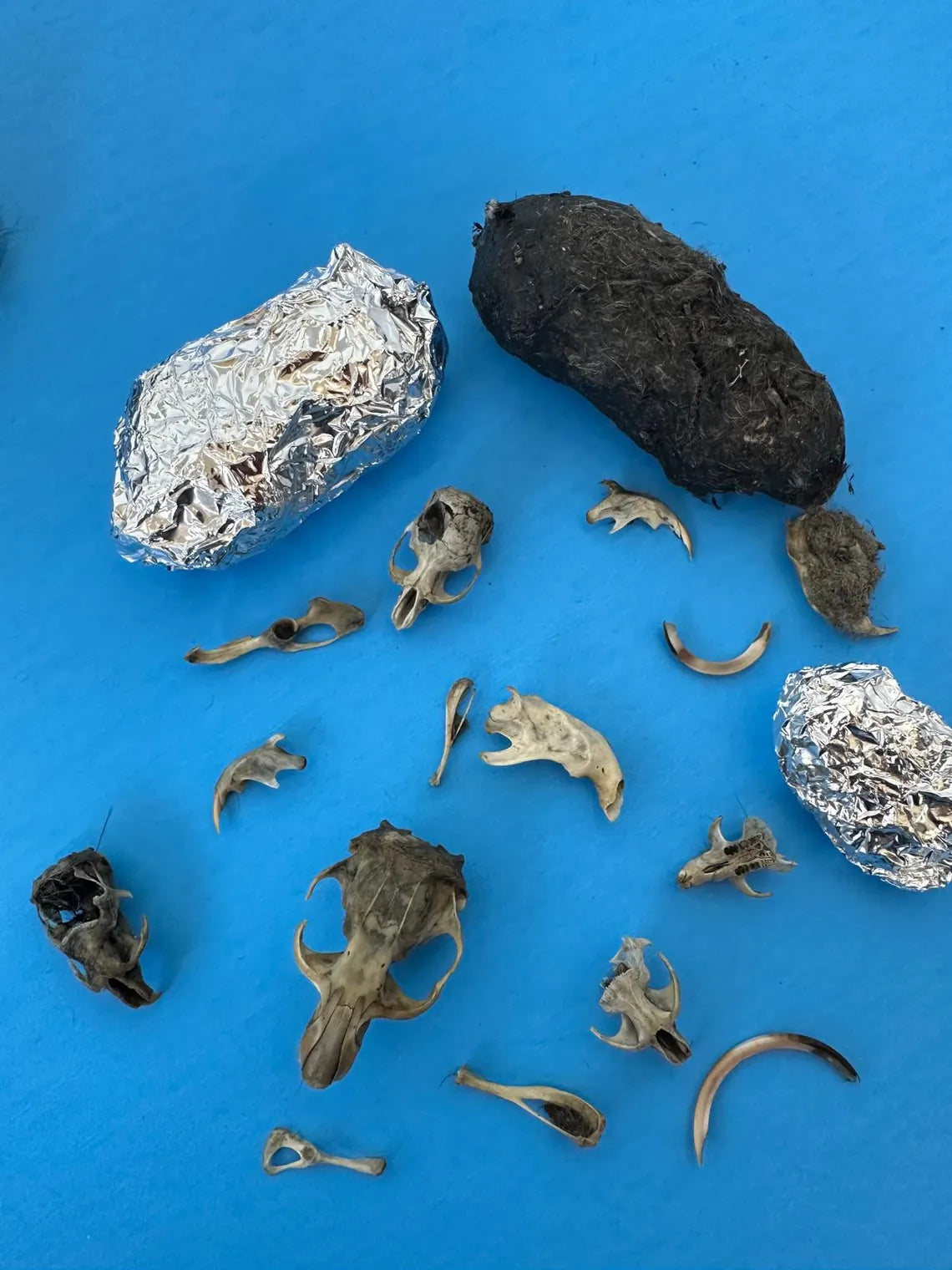 Large Barn Owl Pellets – 2+ Inch – Heat-Sterilized