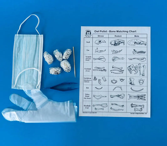 Home Project Owl Pellet Dissection Kit – 5 Small Pellets (1+ Inch)