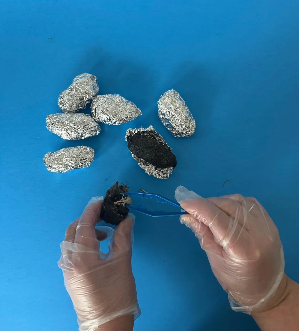 Owl Pellet Dissection Kit – 30 Medium Pellets (1.5+ Inch) – Complete Classroom Set