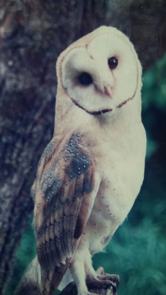 White barn owl with brown markings perched on a fence.