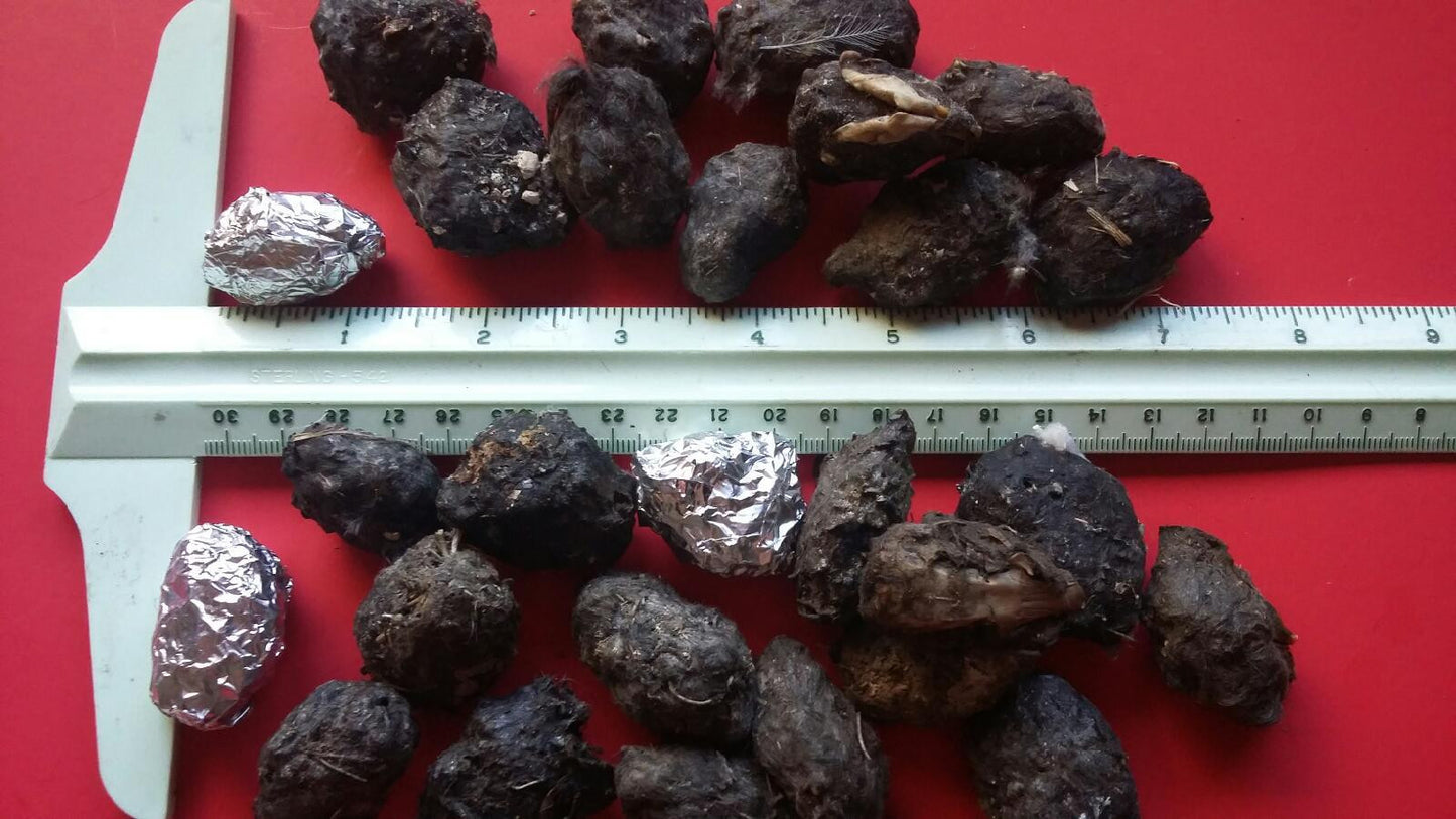 Small Owl Pellets Measure on average slightly over 1 inch in length.