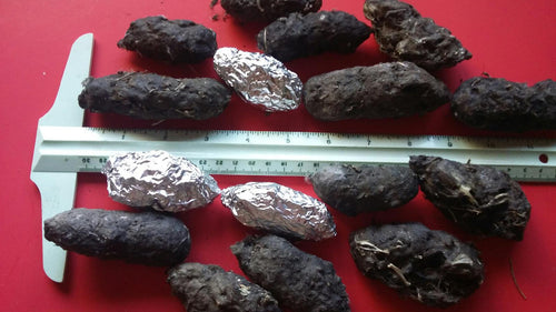 Large Owl Pellets measure 2 inches and larger in length.